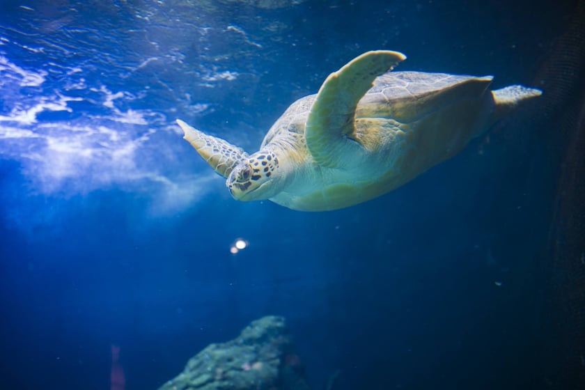 Z okazji Światowego Dnia Żółwia wrocławskie Hydropolis i ZOO Wrocław ogłosiły partnerstwo na rzecz środowiska i zagrożonych gatunków.