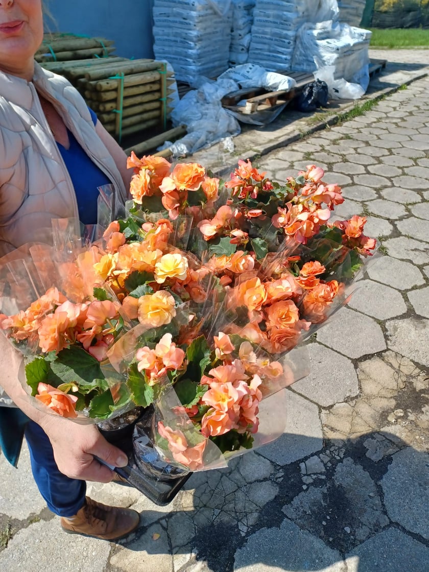Kwiaty i byliny, które ozdobią Stare Miasto we Wrocławiu