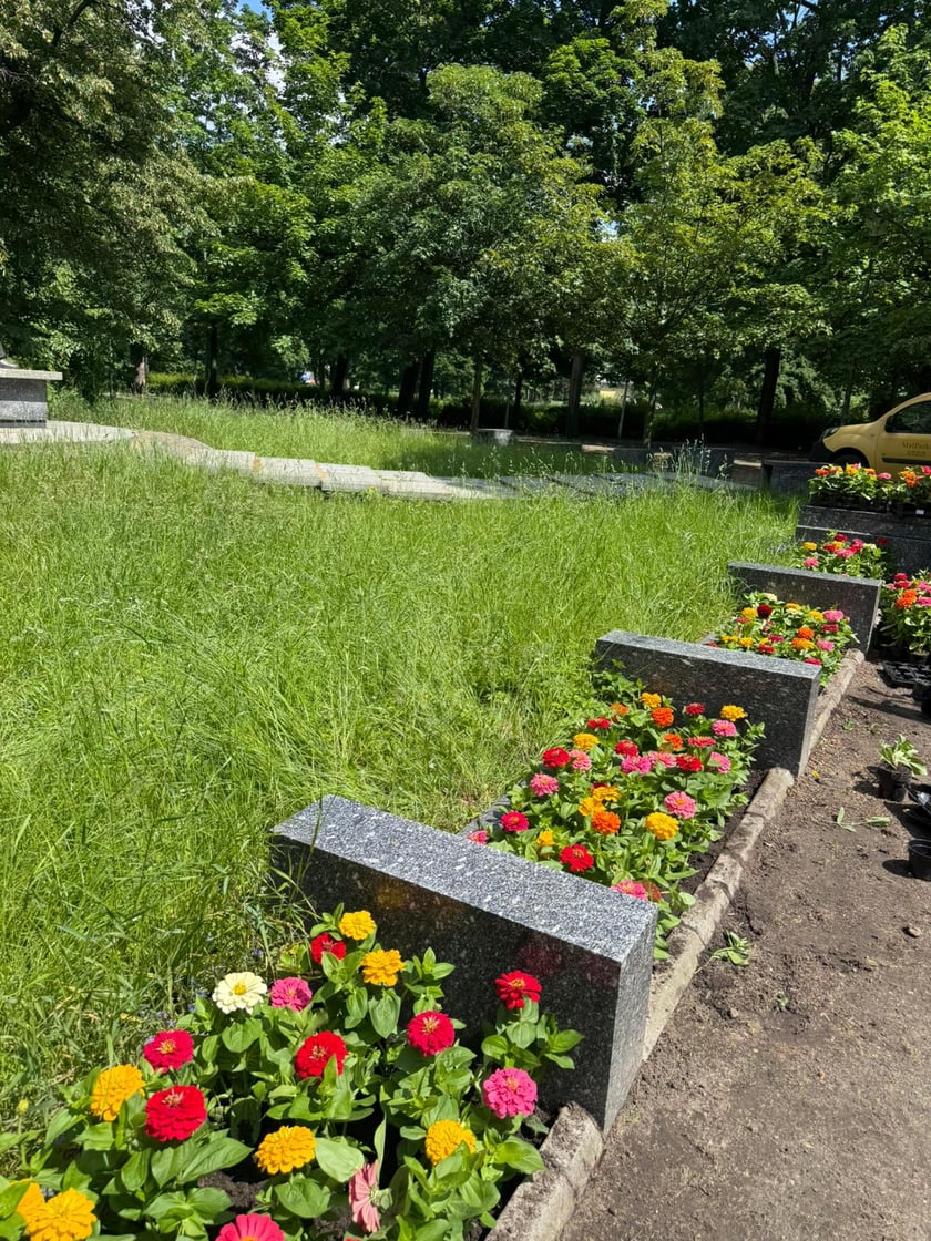Kwiaty i byliny, które ozdobią Stare Miasto we Wrocławiu