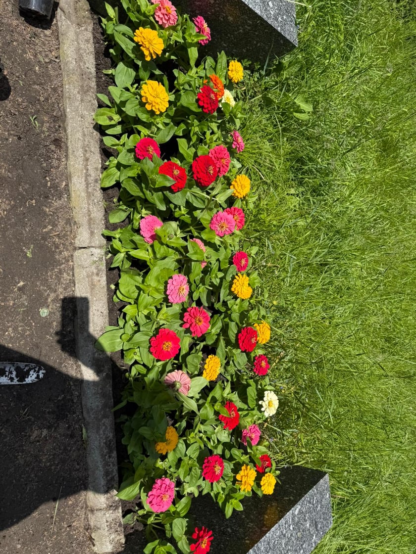 Kwiaty i byliny, które ozdobią Stare Miasto we Wrocławiu