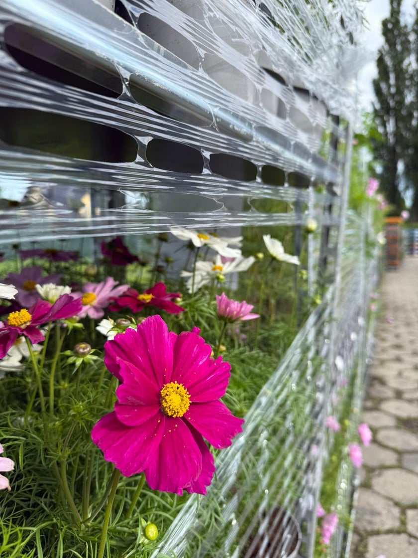 Kwiaty i byliny, które ozdobią Stare Miasto we Wrocławiu