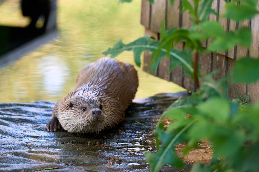 Karmienie i trening medyczny wydr, Otylii i Kajtka, mieszkających we wrocławskim zoo
