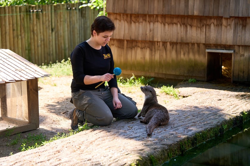 Karmienie i trening medyczny wydr, Otylii i Kajtka, mieszkających we wrocławskim zoo