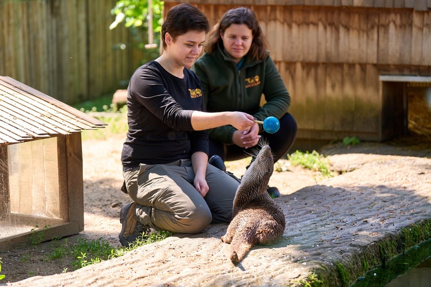 Karmienie i trening medyczny wydr, Otylii i Kajtka, mieszkających we wrocławskim zoo