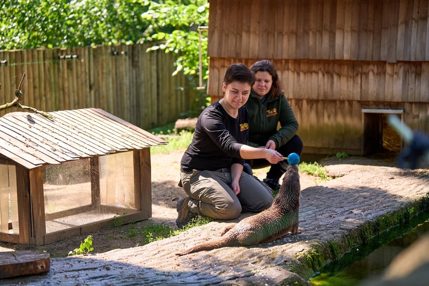Karmienie i trening medyczny wydr, Otylii i Kajtka, mieszkających we wrocławskim zoo