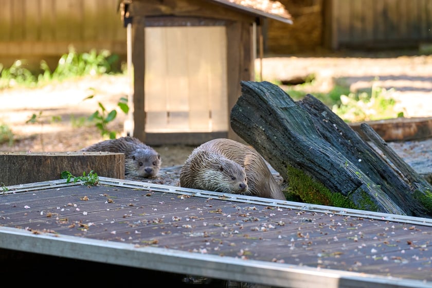 Karmienie i trening medyczny wydr, Otylii i Kajtka, mieszkających we wrocławskim zoo