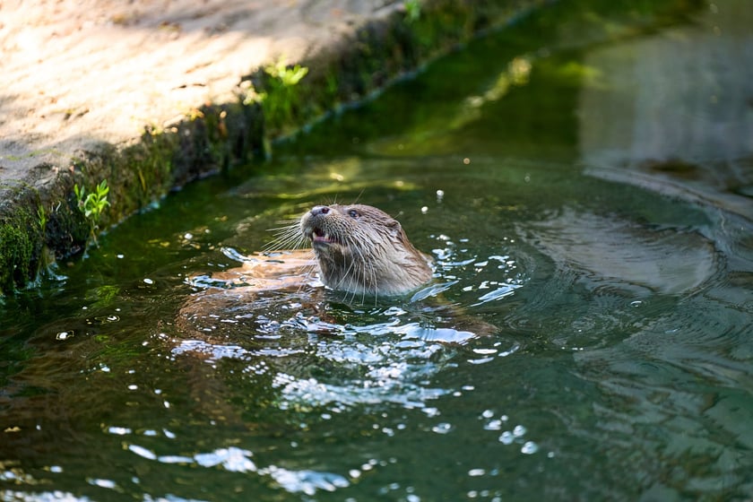 Karmienie i trening medyczny wydr, Otylii i Kajtka, mieszkających we wrocławskim zoo