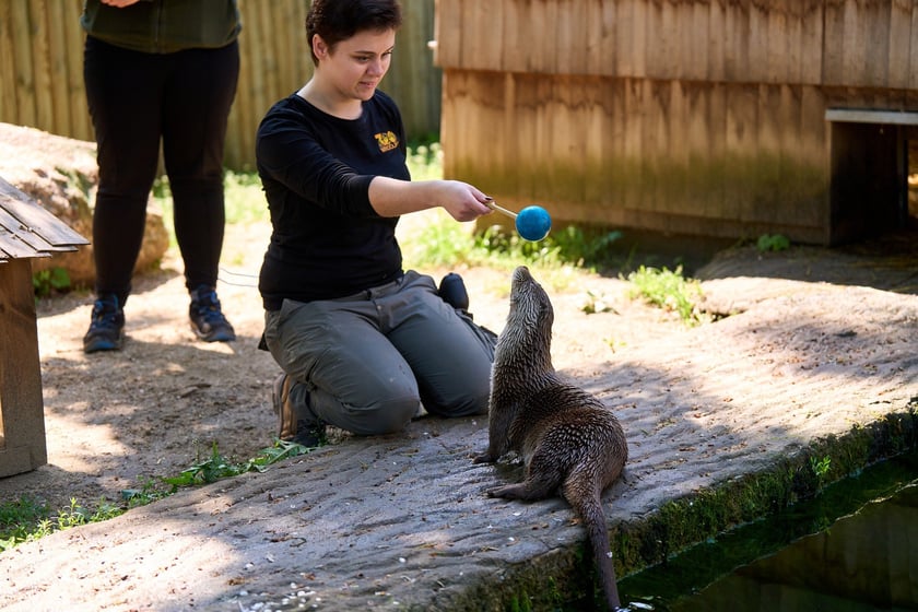 Karmienie i trening medyczny wydr, Otylii i Kajtka, mieszkających we wrocławskim zoo