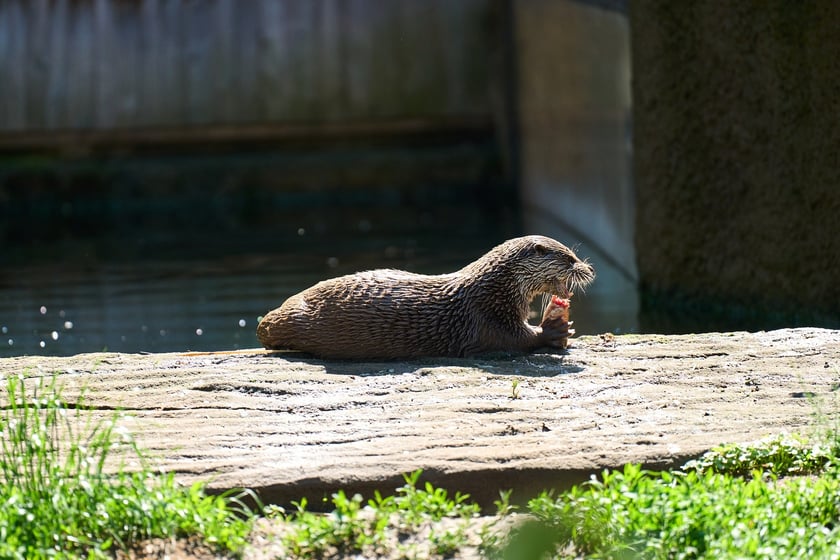 Karmienie i trening medyczny wydr, Otylii i Kajtka, mieszkających we wrocławskim zoo