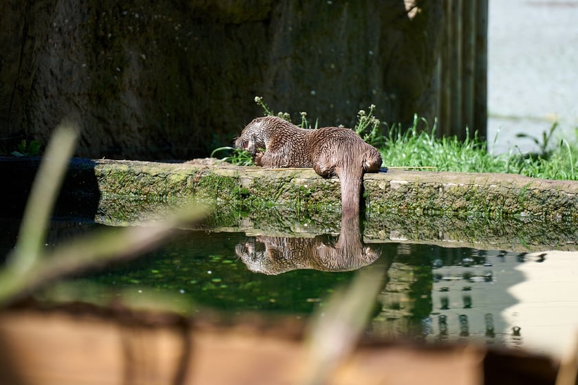 Karmienie i trening medyczny wydr, Otylii i Kajtka, mieszkających we wrocławskim zoo