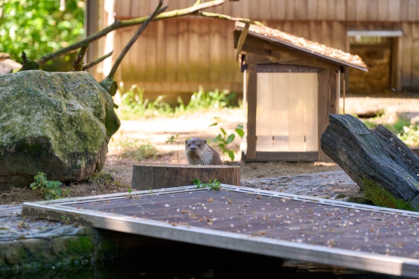 Karmienie i trening medyczny wydr, Otylii i Kajtka, mieszkających we wrocławskim zoo