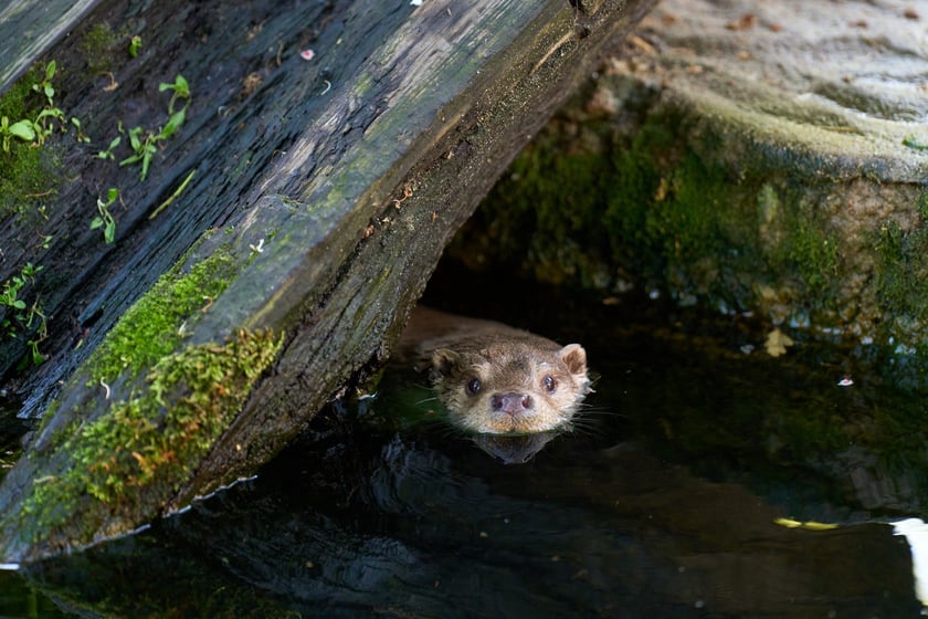 Karmienie i trening medyczny wydr, Otylii i Kajtka, mieszkających we wrocławskim zoo