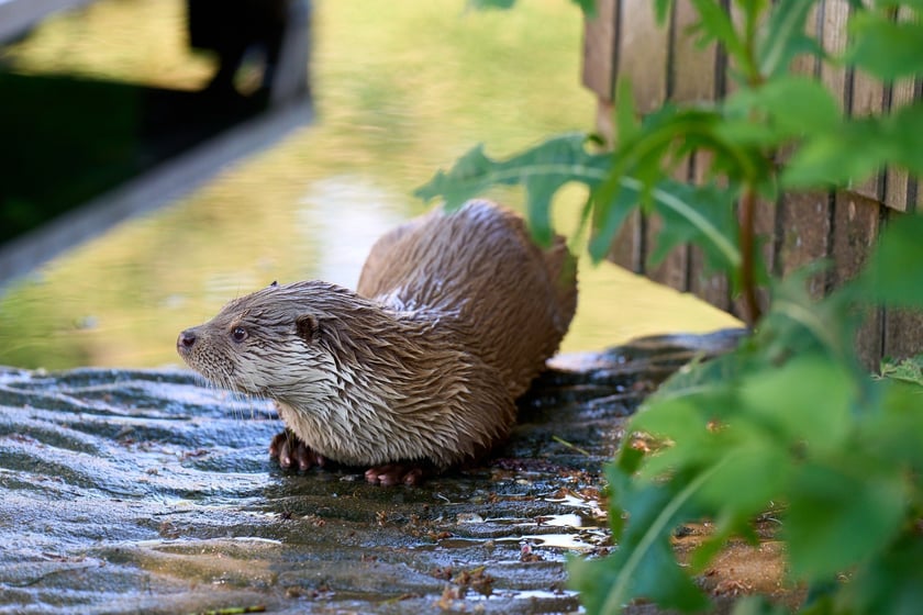 Karmienie i trening medyczny wydr, Otylii i Kajtka, mieszkających we wrocławskim zoo