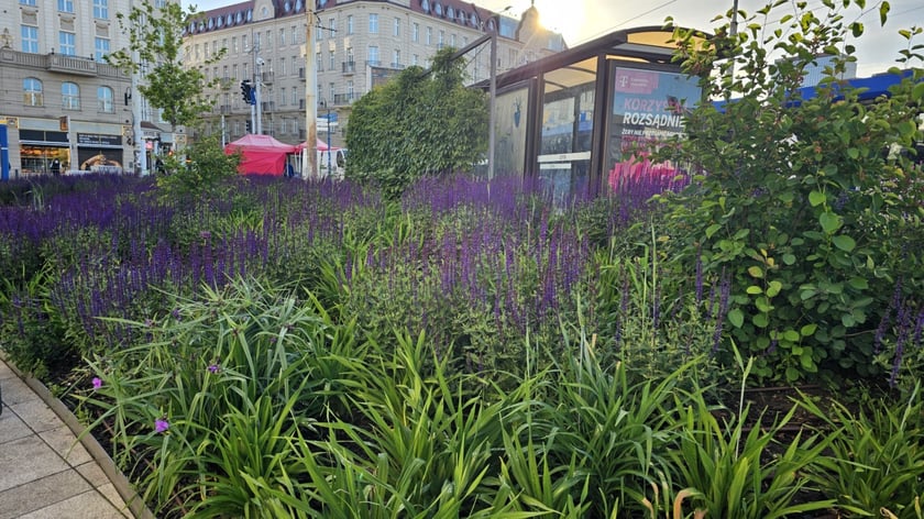 Zielony przystanek we Wrocławiu