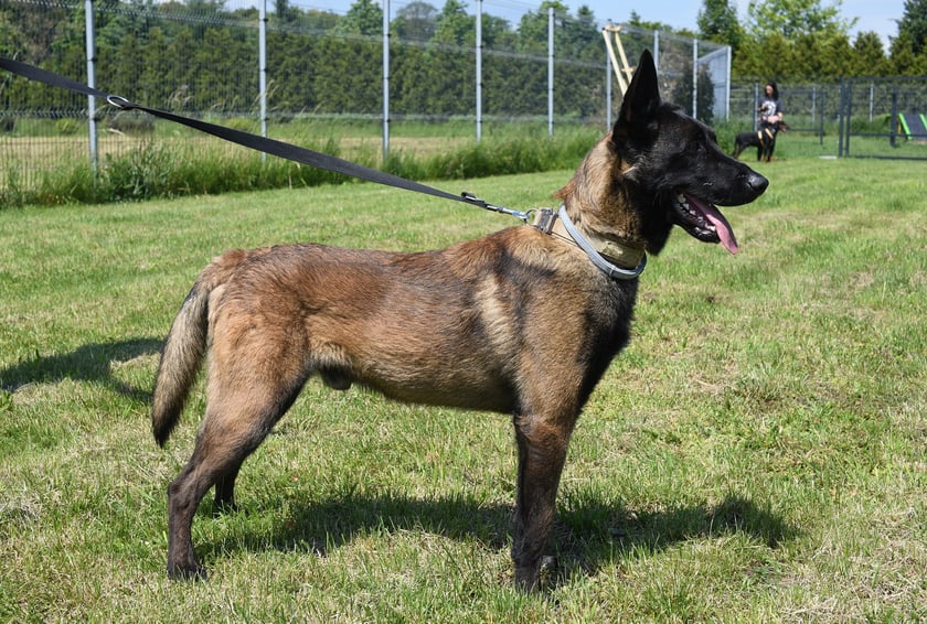 Niko (3/25) to 16-miesięczny owczarek belgijski (w typie Malinois), kt&oacute;ry trafił do schroniska, ponieważ jego poprzedni właściciele nie radzili sobie z jego potrzebami. W ciągu pobytu w schronisku zrobił ogromny postęp, stając się bardziej posłusznym i lojalnym psem. Jest bardzo aktywny, pełen energii i got&oacute;w na długie spacery. Niko szuka doświadczonych opiekun&oacute;w, znających rasę, kt&oacute;rzy potrafią poświęcić czas na jego edukację. Nie nadaje się do domu z dziećmi.
&nbsp;