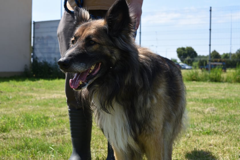 Trevor (659/24) ma 8 lat i całe życie był psem str&oacute;żującym. Do obcych podchodzi z dystansem, dlatego potrzebuje czasu na zapoznanie. Najlepiej odnajdzie się w domu z ogrodem, ponieważ nigdy nie żył w mieszkaniu. Lubi spacery i ceni sobie własną przestrzeń. Do os&oacute;b, kt&oacute;re pozna, jest bardzo wylewny i towarzyski.&nbsp;
&nbsp;