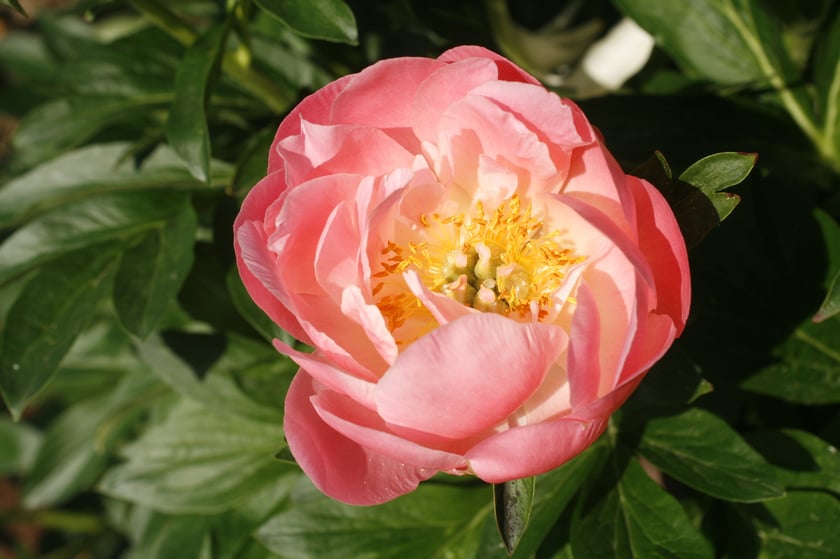 Piwonie z Arboretum Wojsławice