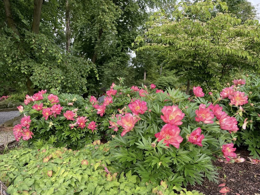 Piwonie z Arboretum Wojsławice