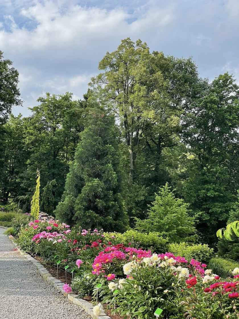 Piwonie z Arboretum Wojsławice