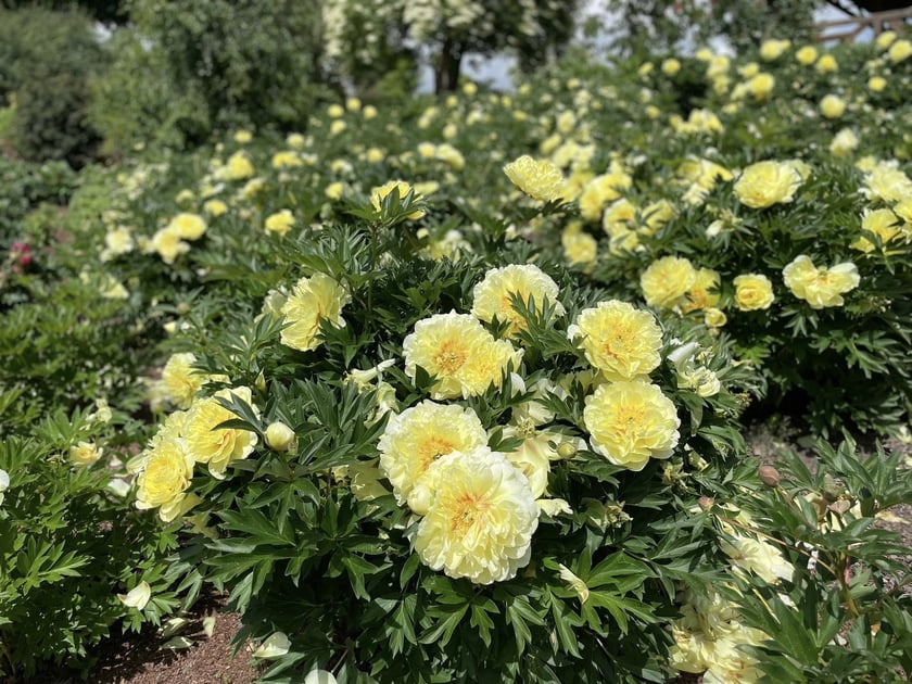 Piwonie z Arboretum Wojsławice