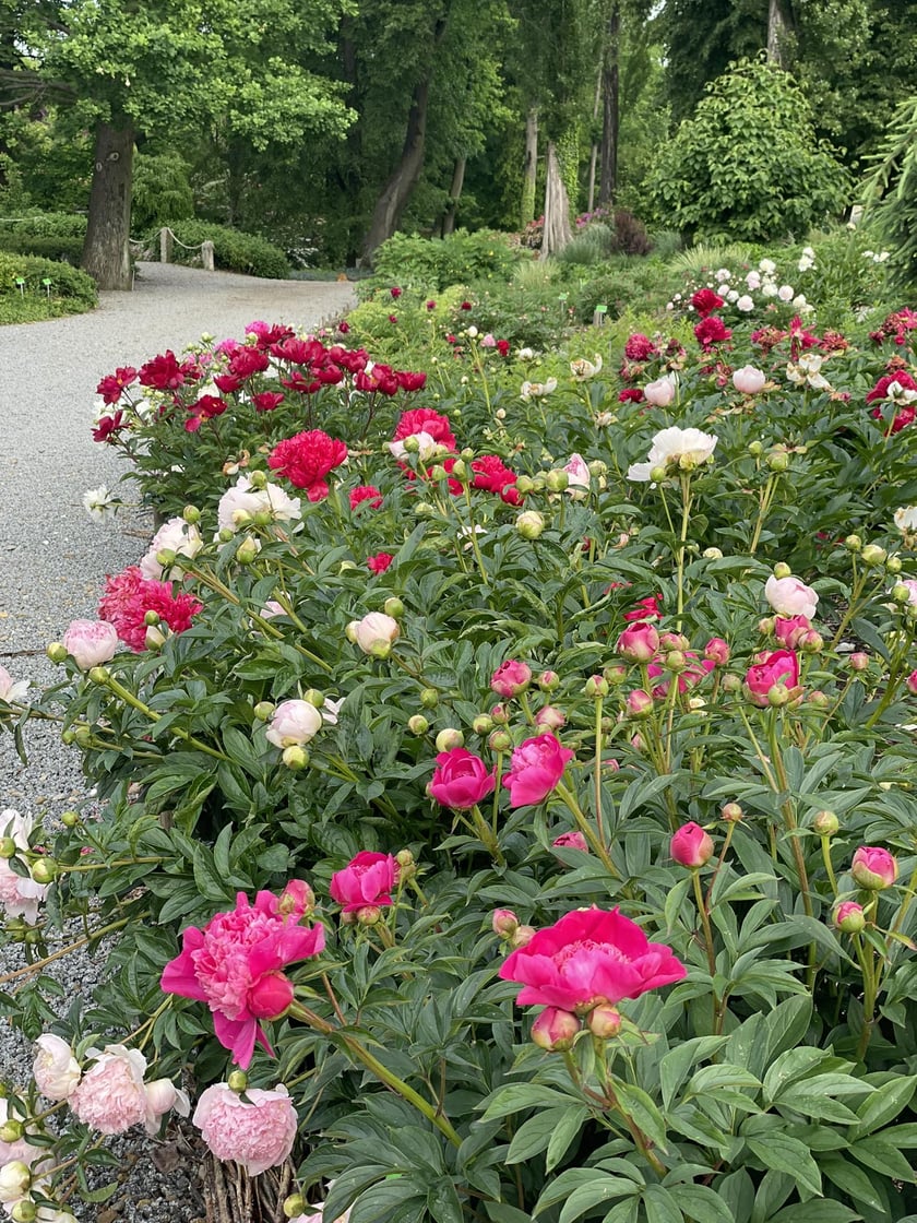Piwonie z Arboretum Wojsławice