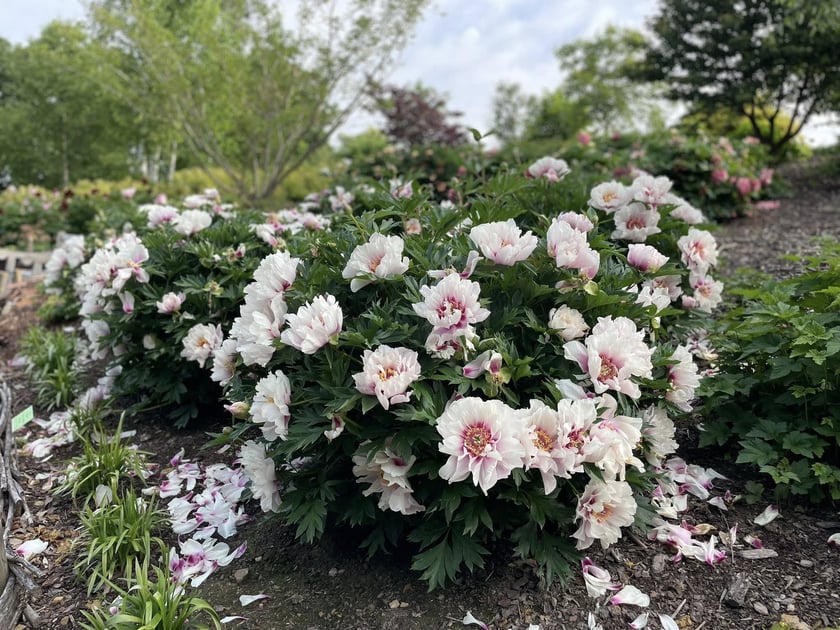 Piwonie z Arboretum Wojsławice