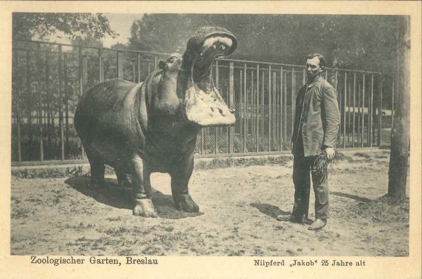 Zdjęcia archiwalne - wrocławskie zoo przed II wojną światową