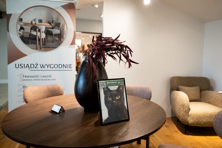 Wystawa zdjęć zwierzak&oacute;w do adopcji w galerii wnętrz Domar przy ulicy Braniborskiej 14