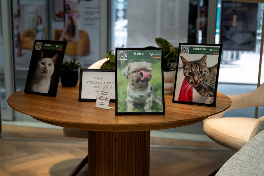 Wystawa zdjęć zwierzak&oacute;w do adopcji w galerii wnętrz Domar przy ulicy Braniborskiej 14