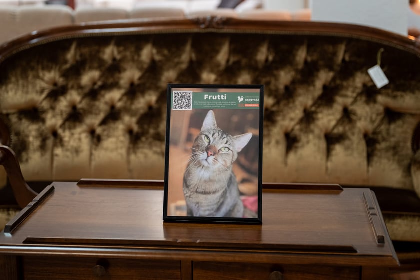 Wystawa zdjęć zwierzak&oacute;w do adopcji w galerii wnętrz Domar przy ulicy Braniborskiej 14