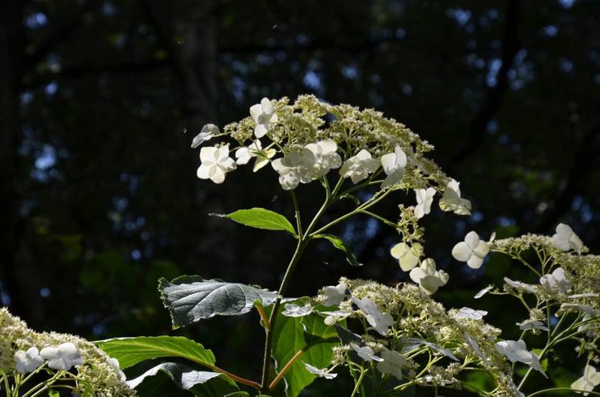 Arboretum Wojsławice, czerwiec 2025