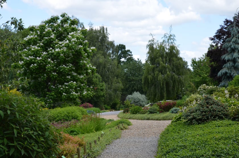 Arboretum Wojsławice, czerwiec 2025