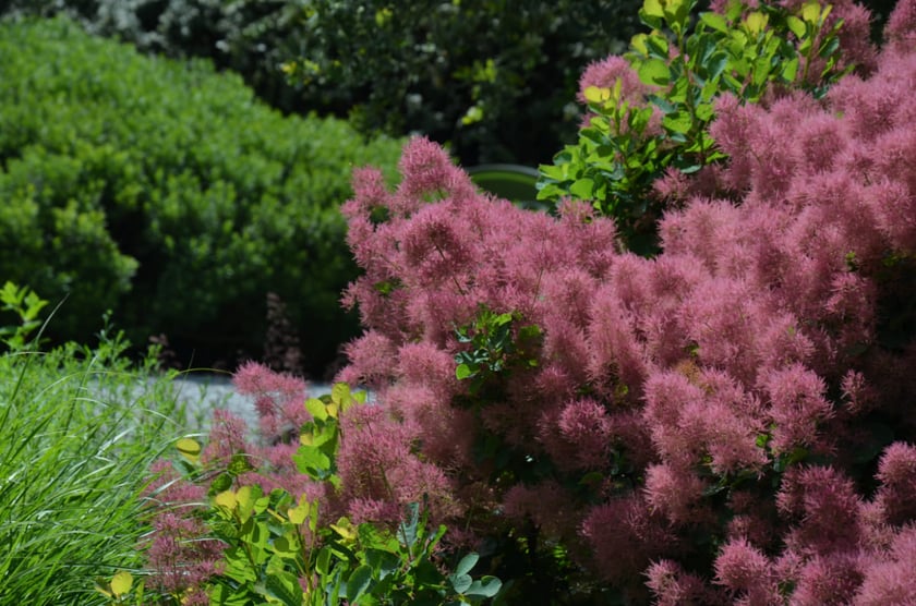 Arboretum Wojsławice, czerwiec 2025