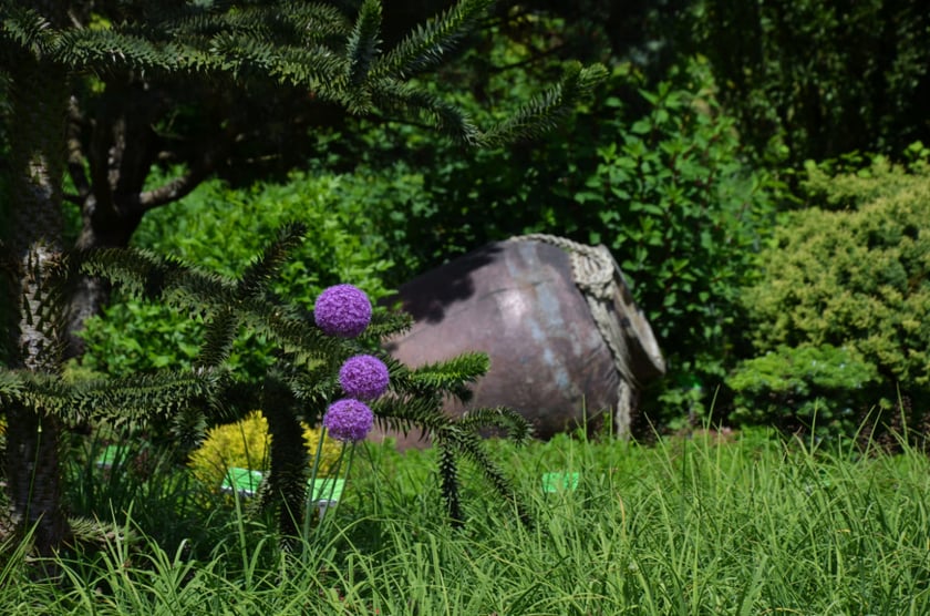 Arboretum Wojsławice, czerwiec 2025