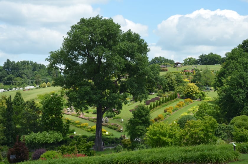 Arboretum Wojsławice, czerwiec 2025