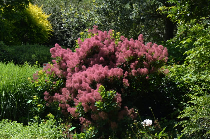 Arboretum Wojsławice, czerwiec 2025