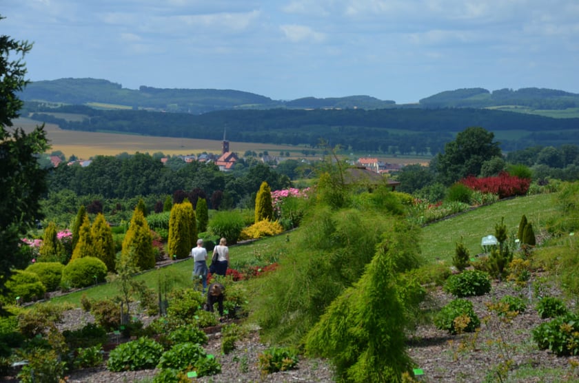 Arboretum Wojsławice, czerwiec 2025