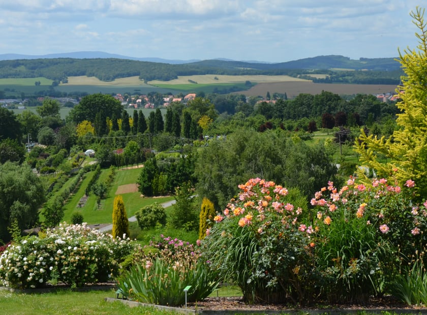 Arboretum Wojsławice, czerwiec 2025