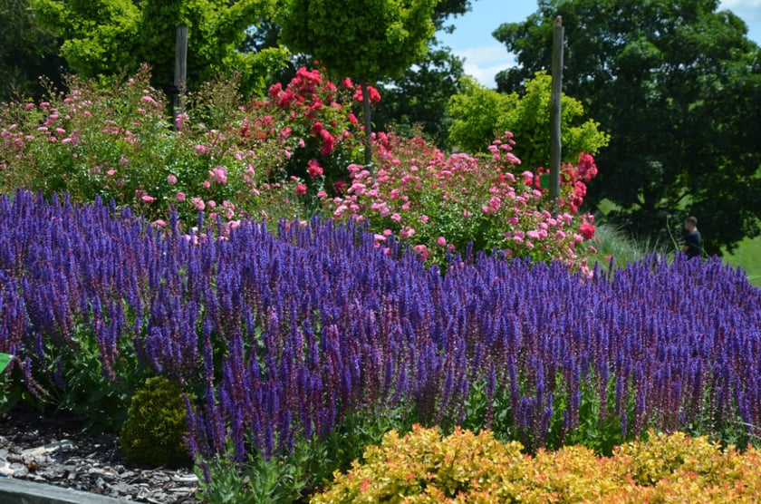 Arboretum Wojsławice, czerwiec 2025