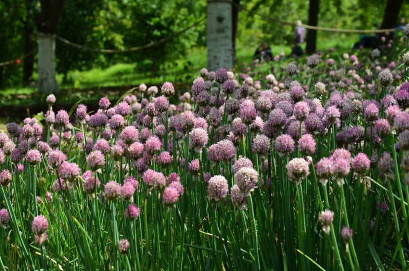 Arboretum Wojsławice, czerwiec 2025