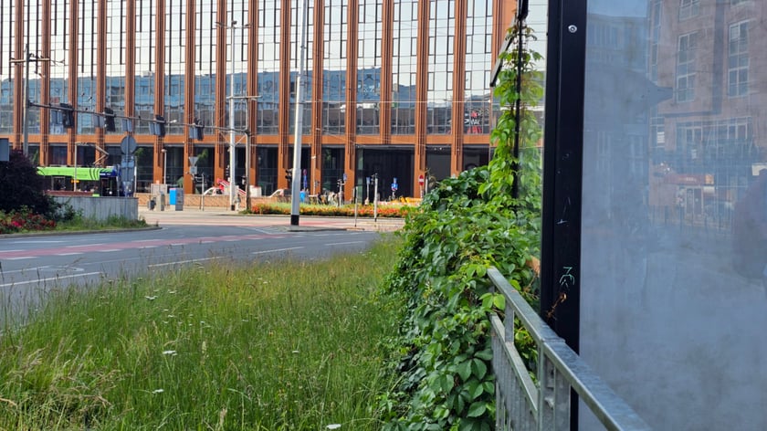Zielony przystanek we Wrocławiu