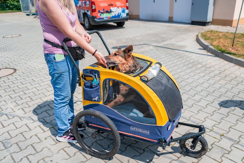 Piknik z okazji Dnia Psa we wrocławskim Schronisku dla Bezdomnych Zwierząt przy ul. Ślazowej, 29 czerwca 2025
