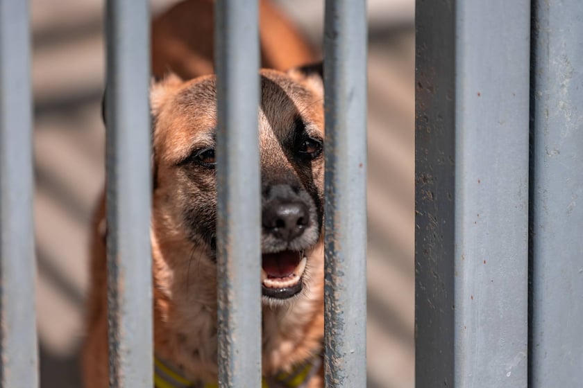 Piknik z okazji Dnia Psa we wrocławskim Schronisku dla Bezdomnych Zwierząt przy ul. Ślazowej, 29 czerwca 2025