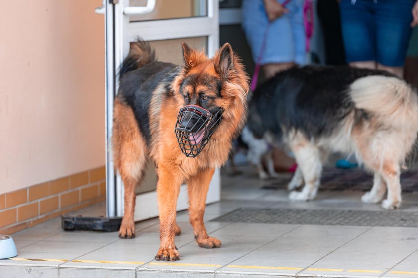 Piknik z okazji Dnia Psa we wrocławskim Schronisku dla Bezdomnych Zwierząt przy ul. Ślazowej, 29 czerwca 2025