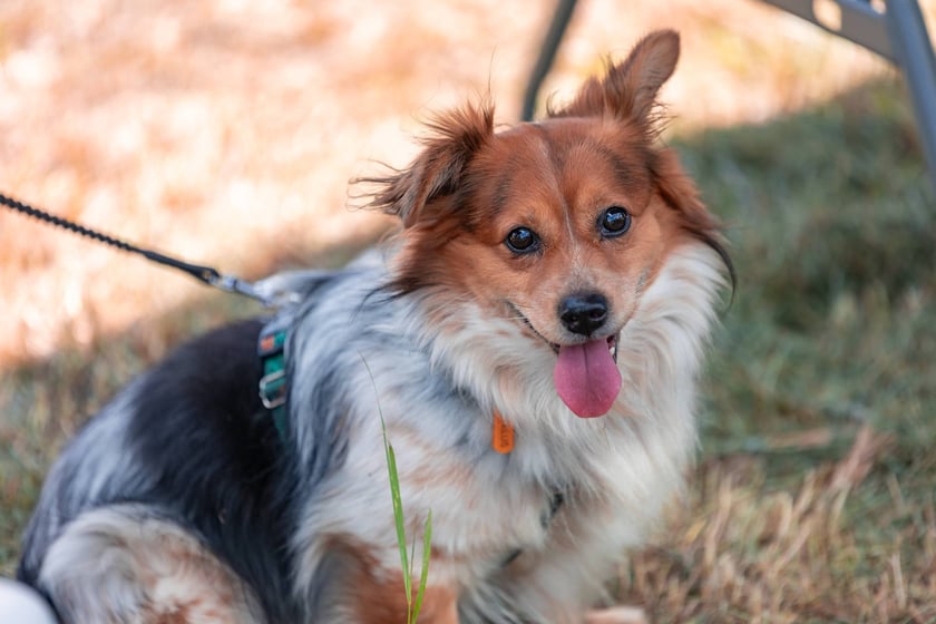 Piknik z okazji Dnia Psa we wrocławskim Schronisku dla Bezdomnych Zwierząt przy ul. Ślazowej, 29 czerwca 2025