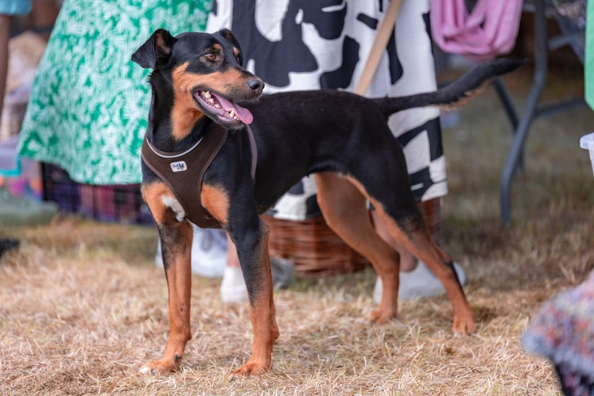 Piknik z okazji Dnia Psa we wrocławskim Schronisku dla Bezdomnych Zwierząt przy ul. Ślazowej, 29 czerwca 2025