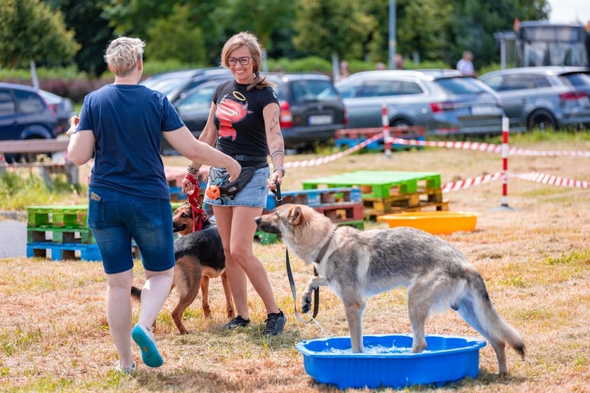 Piknik z okazji Dnia Psa we wrocławskim Schronisku dla Bezdomnych Zwierząt przy ul. Ślazowej, 29 czerwca 2025