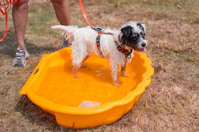Piknik z okazji Dnia Psa we wrocławskim Schronisku dla Bezdomnych Zwierząt przy ul. Ślazowej, 29 czerwca 2025