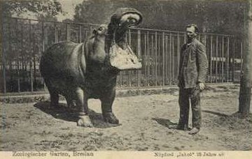 Wrocławskie zoo przed wojną