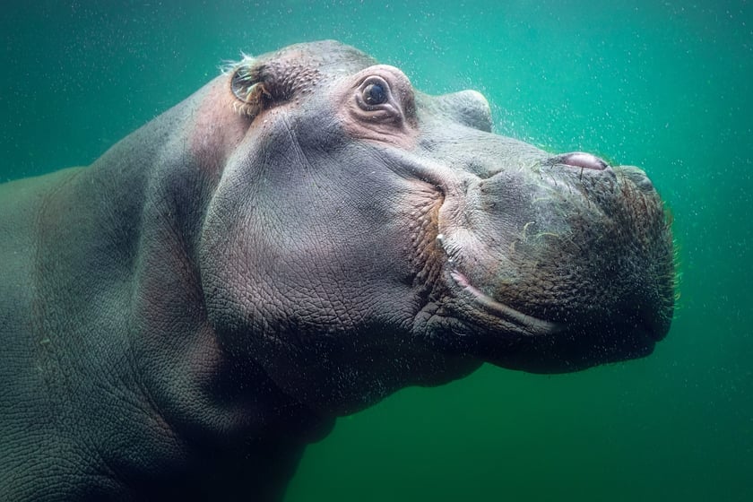 Hipopotam nilowy z wrocławskiego Afrykarium